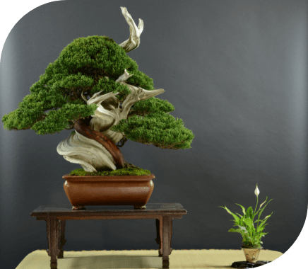 drzewo bonsai